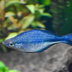 Turquoise Rainbowfish (Melanotaenia lacustris)