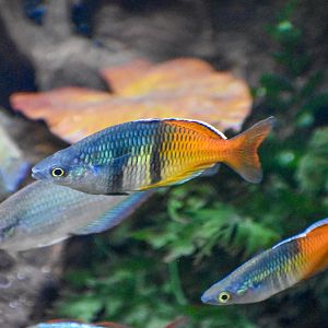 Boeseman's Rainbowfish (Melanotaenia boesemani)