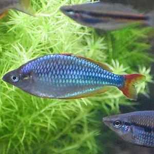 Dwarf Neon Rainbowfish (Melanotaenia praecox)