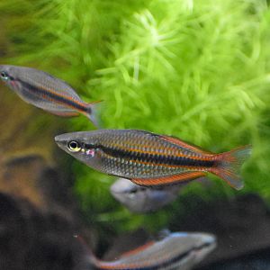 Banded Rainbowfish (Melanotaenia trifasciata)