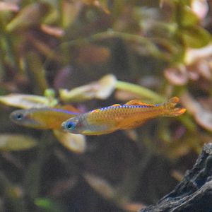 Forktail Blue-eye (Pseudomugil furcatus)