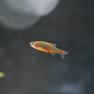 Celestial Pearl Danio (Danio margaritatus)