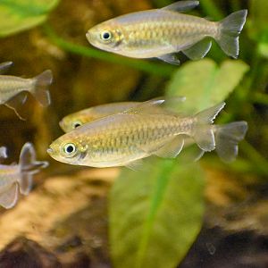 Congo Tetra (Phenacogrammus interruptus)