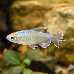 Congo Tetra (Phenacogrammus interruptus)