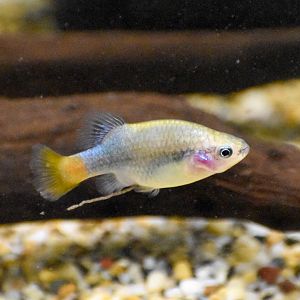 Redtail Splitfin (Xenotoca eiseni)