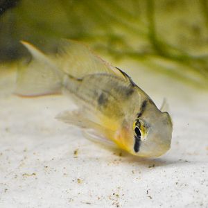 Bolivian Ram (Mikrogeophagus altispinosus)