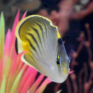 Dot-and-Dash Butterflyfish (Chaetodon pelewensis)