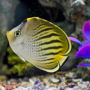 Dot-and-Dash Butterflyfish (Chaetodon pelewensis)