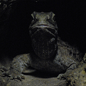 Tuatara - Berlin Aquarium 2022