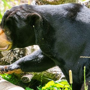 Sun Bear Milli
