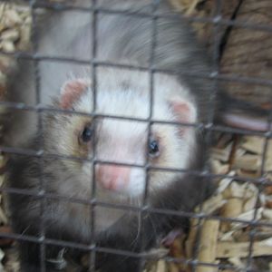 Körösvölgyi Állatpark, Szarvas, Domestic ferret