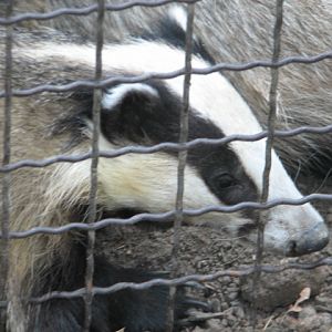 Körösvölgyi Állatpark, Szarvas, Common badger
