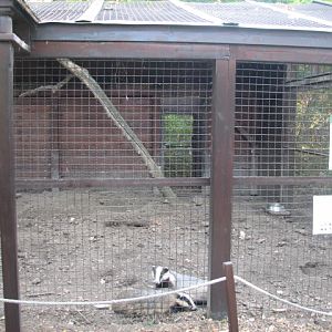 Körösvölgyi Állatpark, Szarvas, Badger enclosure