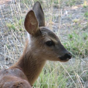 Körösvölgyi Állatpark, Szarvas, Young roe deer
