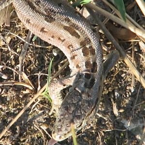 Körösvölgyi Állatpark, Szarvas, Wall lizard