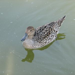 Körösvölgyi Állatpark, Szarvas, Duck / Teal ID