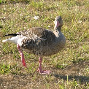 Körösvölgyi Állatpark, Szarvas, Greylag goose