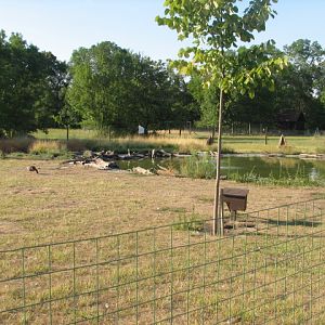 Körösvölgyi Állatpark, Szarvas, Anatid enclosure