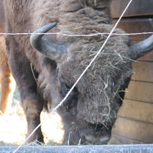 Körösvölgyi Állatpark, Szarvas, European bison