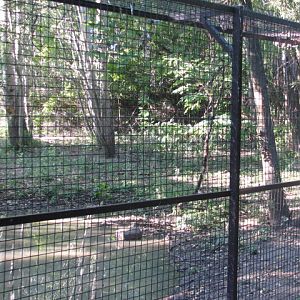 Körösvölgyi Állatpark, Szarvas, Wolf exhibit