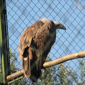 Körösvölgyi Állatpark, Szarvas, Griffon vulture