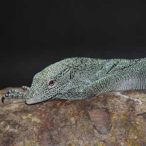 Biak tree monitor