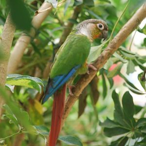 Green-cheeked conure