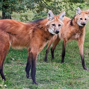 Maned Wolf pair / Hamerton