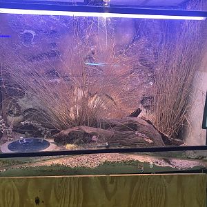 Eastern Blue-Tongued Skink Exhibit