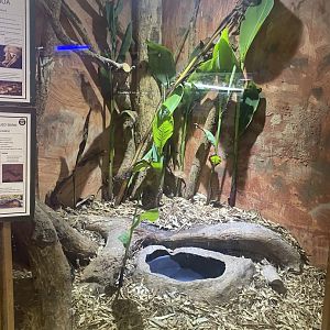 Red-Tailed Boa Exhibit