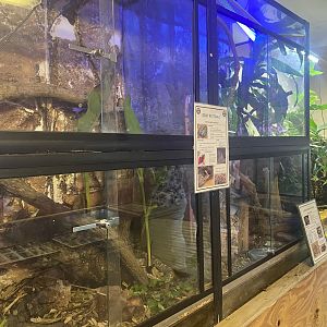 Grey Ratsnake + Lesser Hedgehog Tenrec Exhibits