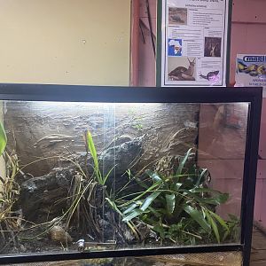 Giant African Land Snail Exhibit
