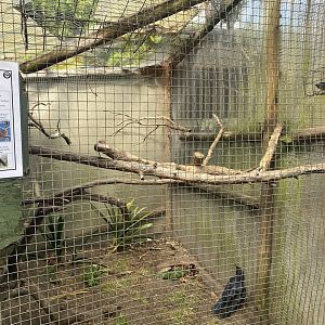 Black Crow Exhibit