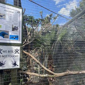 Pied Crow Exhibit