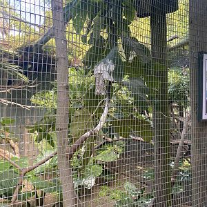 Indian House Crow Exhibit