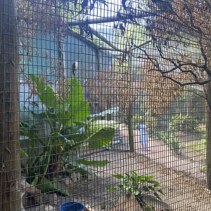 White-Headed Caracara Exhibit