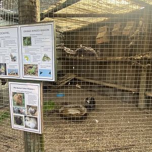 Cockatiel/Orange-Winged Amazon/Domestic Chicken Exhibit