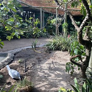 Smaller Mixed Aviary