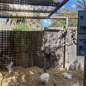 Black-Headed Conure/Domestic Chicken Exhibit