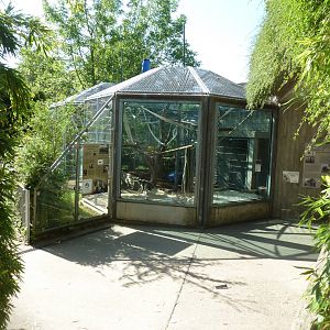 White-naped mangabey enclosure