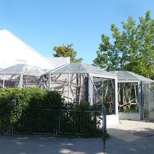 Roloway guenon enclosue