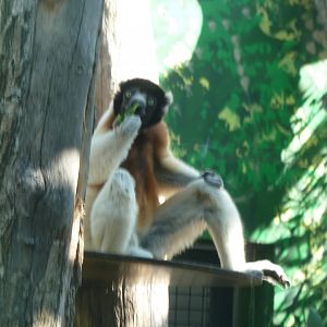 Crowned sifaka
