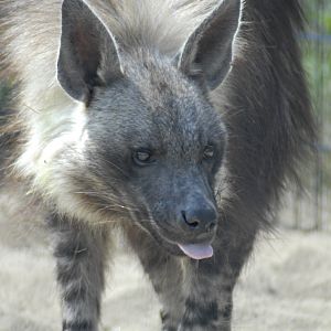 Brown Hyaena - Wildkatzenzentrum Felidae 2022