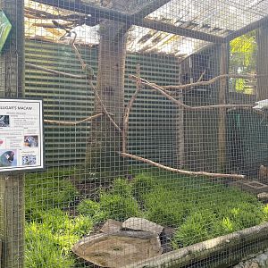 Illigar’s Macaw/Lesser Sulphur-Crested Cockatoo Exhibit