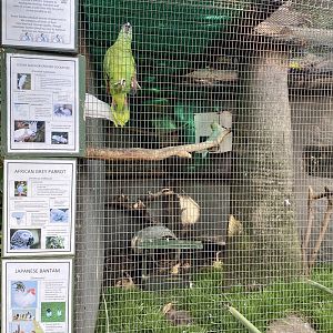 Blue-Fronted Amazon/Lesser Sulphur Crested Cockatoo/African Grey Parrot/ Domestic Chicken Exhibit