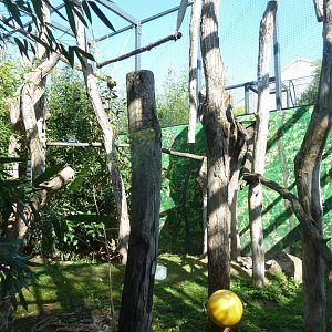 Lemur aviary - vertical climbing structures for sifaka