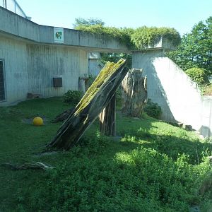 Great Ape House - Western lowland gorilla enclosure