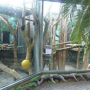 Great Ape House - Rolloway guenon interior enclosure