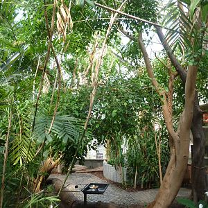 Great Ape House - Rainforest section