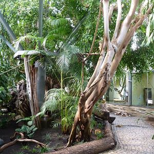 Great Ape House - Rainforest section